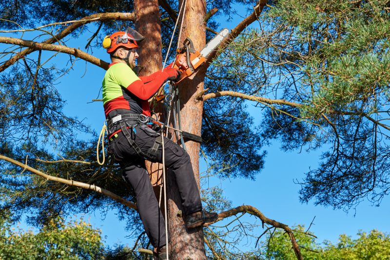 Tree removal services